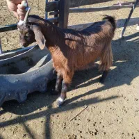 دو راس بزغاله نر و ماده سالم|حیوانات مزرعه|مزرعه کتول, |دیوار