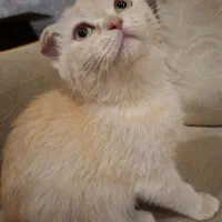 فروش  دو  بچه گربه با نمک و دوست داشتنی و نژاد دار