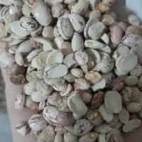 لوبیا چیتی دو لپه