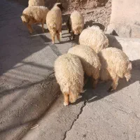 بره نازارکوردی
