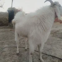 تک شاد مری|حیوانات مزرعه|زهک, |دیوار