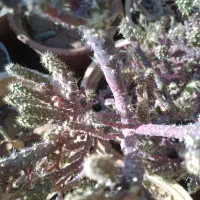 تعدادی گل بفروش میر سد|گل و گیاه طبیعی|صدرا-فارس, فاز ۱|دیوار