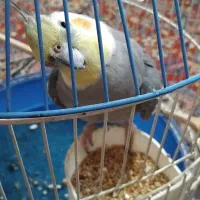 عروس هلندی سخنگو|پرنده|لاهیجان, لاشیدان|دیوار