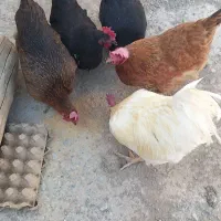 مرغ و خروس