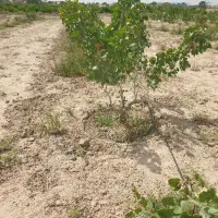 یک قطعه باغ۴۸۰متری ۵ساله داخل ۴دیواری سند دار
