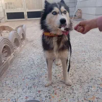 هاسکی ماده حرف گوش کن تربیت شده