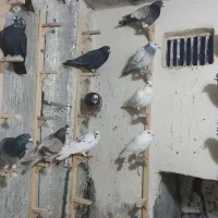 ۳۲تاکفترنر درجه یک