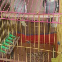 عروس هلندی|پرنده|شادگان, |دیوار