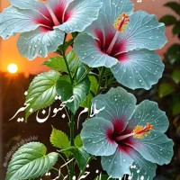 نیاز مند وام ازدواج
