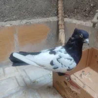 کفتر سینه سیاه نرتک باتخم جوجه شده معاوضه با پرنده|پرنده|مشهد, منزل آباد|دیوار