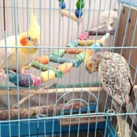عروس هلندی|پرنده|شوشتر, |دیوار
