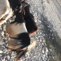 بزچاق|حیوانات مزرعه|بدره, |دیوار