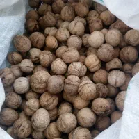 گردو فقط ۶۵ تومن