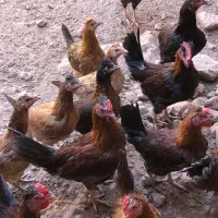 مرغ و خروس محلی