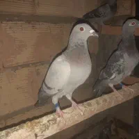 کفتر سبز پلاکی گمشده