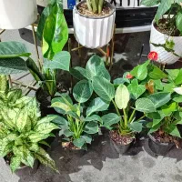 گیاه گل اپارتمانی  برکین سانسوریا پایه رز|گل و گیاه طبیعی|قدس, شهر‌قدس|دیوار