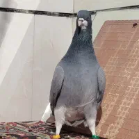 سه عدد دمگیر خرقه|پرنده|برخوار, |دیوار