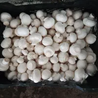 پخش فروش قارچ به صورت عمده جزیی