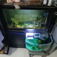 اکواریوم|ماهی|تهران, دهم فروردین|دیوار