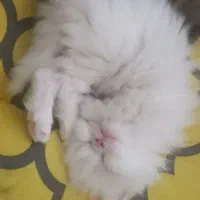 گربه بریتیش|گربه|رشت, استادسرا|دیوار