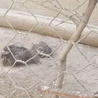 جوجه چهار ماهه پرورشی|پرنده|گیلان غرب, |دیوار