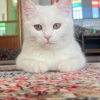 گمشده