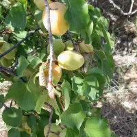 زردالوی عسگراباد