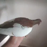 یهودی نر800|پرنده|مشهد, تلگرد|دیوار