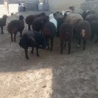 تعدادی بره نر و ماده  واکسینه شده