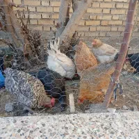 مرغ|حیوانات مزرعه|ایذه, |دیوار