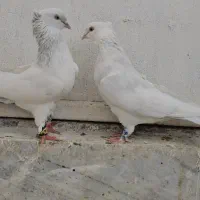 کبوتر سینه آبی ،الماسی