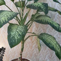 گل دیفن|گل و گیاه طبیعی|مسجد سلیمان, |دیوار