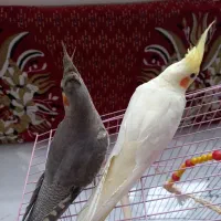 عروس هلندی|پرنده|رودسر, |دیوار