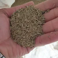 زیره سبز امسالی