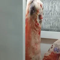 ران وسردست گوسفندی به شرط نرینگی 700هزار تومان|خوردنی و آشامیدنی|نیشابور, فردوسی جنوبی|دیوار