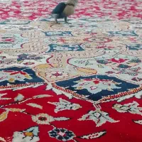 کوتوله دستی|پرنده|اردکان, |دیوار