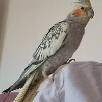 عروس هلندی نروماده|پرنده|اطاقور, |دیوار