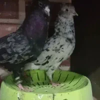 کبوتر|پرنده|سیرجان, |دیوار