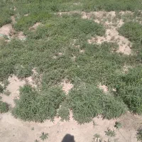 شیتیل گوجه‌فرنگی