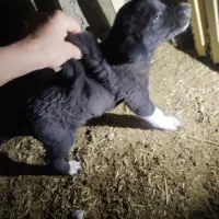 معاوضه|سگ|سردرود, |دیوار