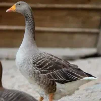 قوغاز و غاز