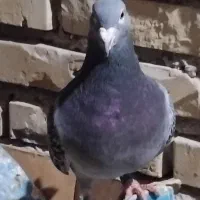 پلاکی|پرنده|اهواز, شهرک دانشگاه|دیوار