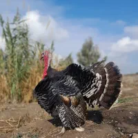 ۶ عدد بوقلمون برنز|حیوانات مزرعه|گنبد کاووس, |دیوار