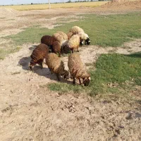 گوسفند دجایج