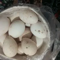 تخم بوقلمون