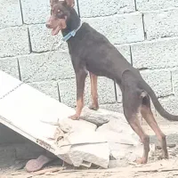 سک دوبرمن|سگ|بندرعباس, |دیوار