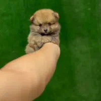 پامر خرسی عروسکی