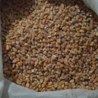 کفتر پلاکی|لوازم جانبی حیوانات|تهران, هفده شهریور|دیوار