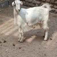یک راس بزغاله خوشگل شیر چاق چاق درجه یک