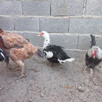 اردک اسرائیلی ماده معاوضه با مرغ تخم گذار